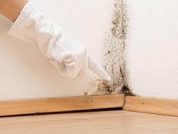 Why You Should Choose Our Mold Remediation Services in Springdale, NJ